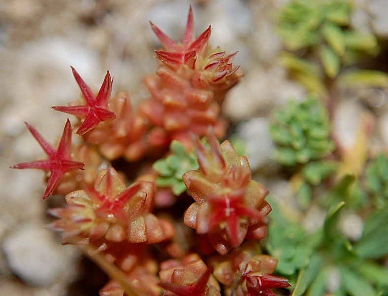 Sedum caespitosum / Borracina cespugliosa